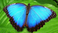 motýl butterfly-142506 960 720
